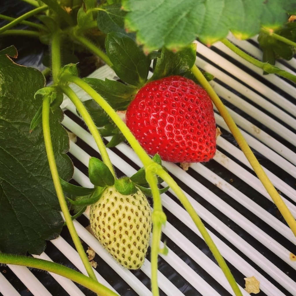 Fraises Amarin Kumehara Farm Insitu