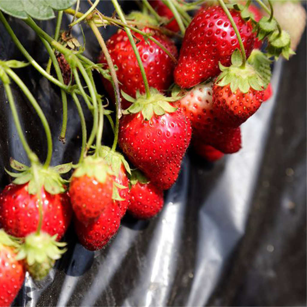 Fraises Tochiotome Serres